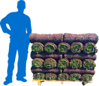 Fescue 500 Sq. Ft. Sod Pallet