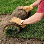 Centipede 500 Sq. Ft. Sod Pallet