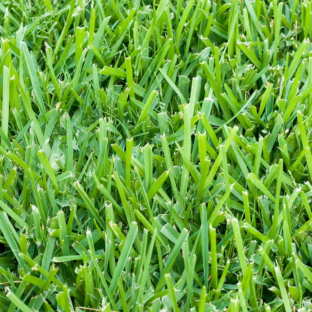 St. Augustine 500 Sq. Ft. Sod Pallet