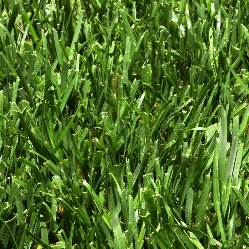 Fescue 500 Sq. Ft. Sod Pallet